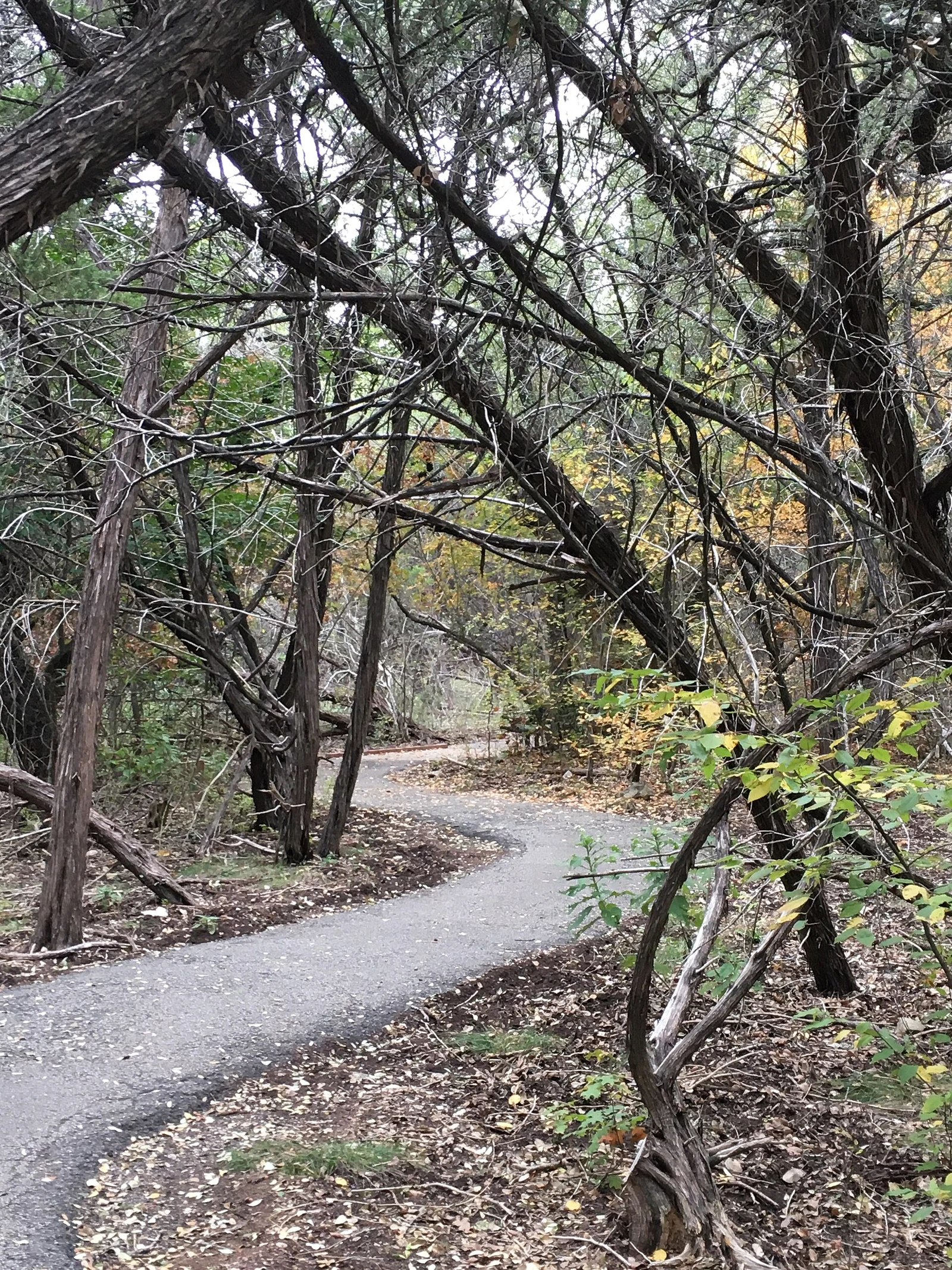 Friedrich Wilderness Park in San Antonio · wider city context, not a photograph of The Dominion